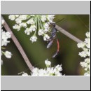 Gasteruption jaculator - Gichtwespe w02d 15mm - OS-Hellern Waldwiese det.jpg